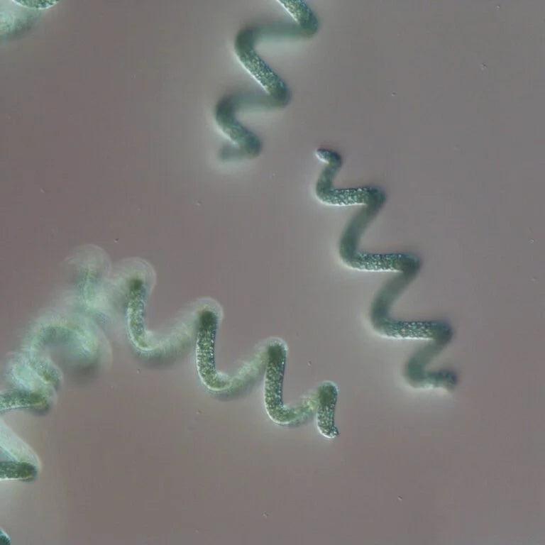 Spirulina Gel + Vitamina c - Omnialga
