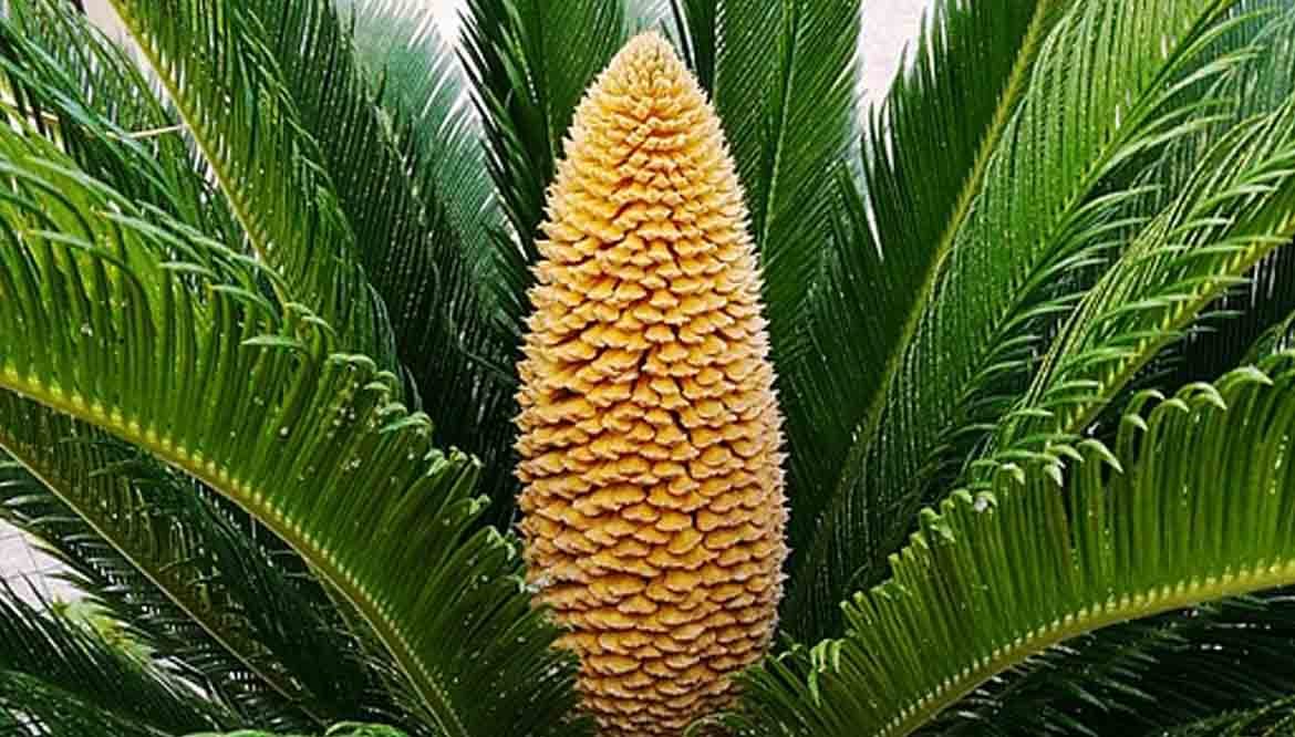 Benessere Prostata